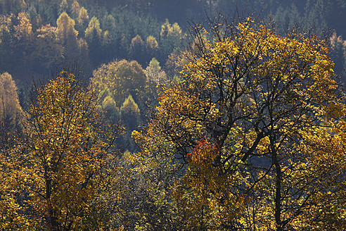 Deutschland, Sachsen, Ansicht einer Landschaft mit Herbstbäumen - JTF000142