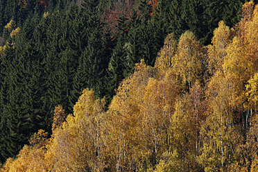 Deutschland, Sachsen, Ansicht einer Landschaft mit Herbstbäumen - JTF000143