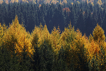 Deutschland, Sachsen, Ansicht einer Landschaft mit Herbstbäumen - JTF000146