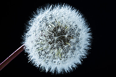 Close up of common dandelion - MAEF005103