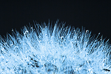 Close up of common dandelion - MAEF005102