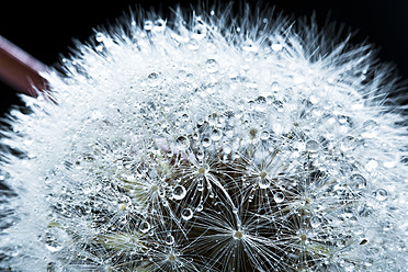 Close up of common dandelion - MAEF005100