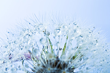 Close up of common dandelion - MAEF005091