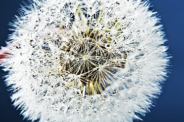 Close up of common dandelion - MAEF005089