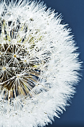 Close up of common dandelion - MAEF005088