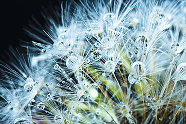 Close up of common dandelion - MAEF005087