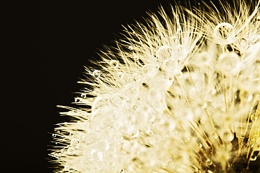 Close up of common dandelion - MAEF005086