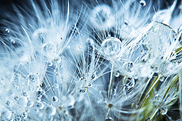 Close up of common dandelion - MAEF005085