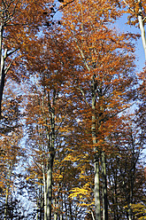 Deutschland, Sachsen, Buchenwald im Herbst - JTF000173