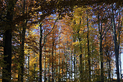 Deutschland, Sachsen, Buchenwald im Herbst - JTF000172