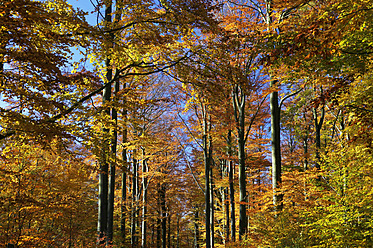 Germany, Saxony, Beech forest in autumn - JTF000169