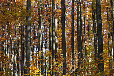 Germany, Saxony, Beech forest in autumn - JTF000163