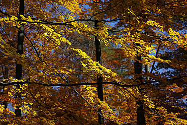 Germany, Saxony, Beech forest in autumn - JTF000161