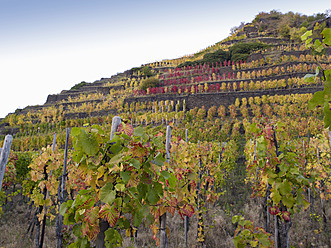 Germany, Rhineland Palatinate, View of vineyards at Ahr Valley - BSCF000180