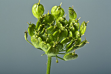 Nahaufnahme einer grünen Pflanzenblüte vor grauem Hintergrund - MAEF005196