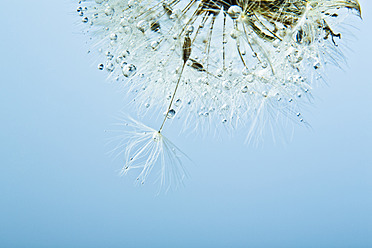 Close up of common dandelion on blue background - MAEF005204