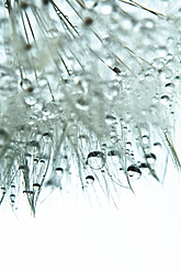 Close up of common dandelion on white background - MAEF005205