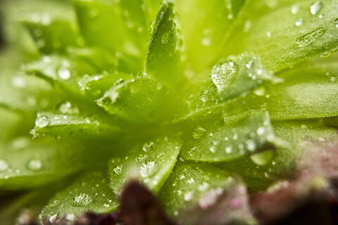 Close up of dewdrops on green succulent plants stock photo