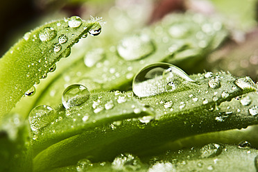 Close up of dewdrops on green succulent plants - MAEF005168