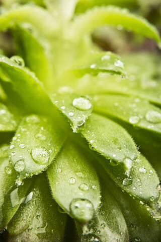 Close up of dewdrops on green succulent plants stock photo