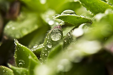 Close up of dewdrops on green succulent plants - MAEF005172
