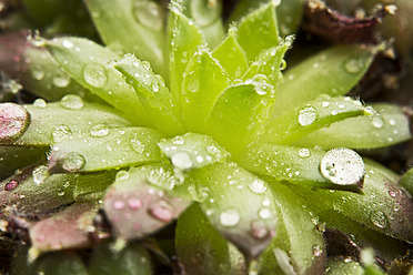 Close up of dewdrops on green succulent plants - MAEF005173