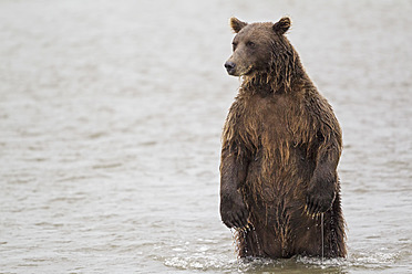 USA, Alaska, Braunbär im Silver Salmon Creek im Lake Clark National Park and Preserve - FOF004335