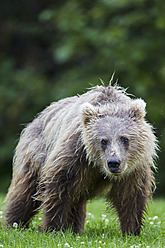 USA, Alaska, Junger Braunbär im Lake Clark National Park and Preserve - FOF004337