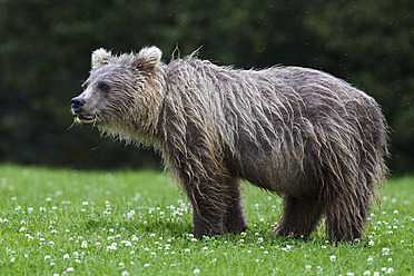 USA, Alaska, Junger Braunbär im Lake Clark National Park and Preserve - FOF004338