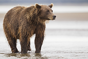 USA, Alaska, Braunbär im Silver Salmon Creek im Lake Clark National Park and Preserve - FOF004341