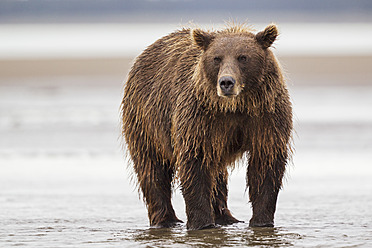 USA, Alaska, Brown bear in Silver salmon creek at Lake Clark National Park and Preserve - FOF004342