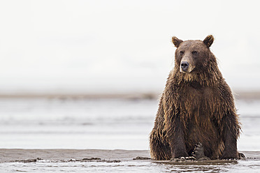 USA, Alaska, Braunbär im Silver Salmon Creek im Lake Clark National Park and Preserve - FOF004343