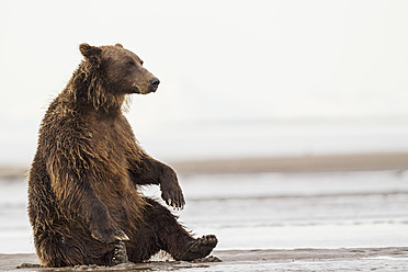 USA, Alaska, Braunbär im Silver Salmon Creek im Lake Clark National Park and Preserve - FOF004344