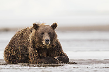 USA, Alaska, Braunbär im Silver Salmon Creek im Lake Clark National Park and Preserve - FOF004345