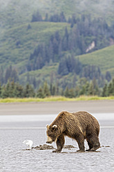 USA, Alaska, Braunbär im Lake Clark National Park and Preserve - FOF004348
