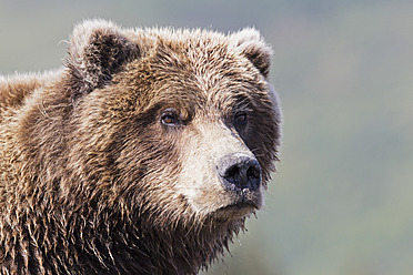 USA, Alaska, Close up of Brown bear at Lake Clark National Park and Preserve - FOF004351
