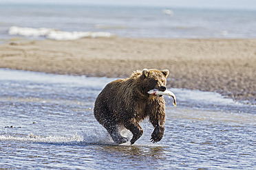 USA, Alaska, Braunbär mit gefangenem Lachs im Silver Salmon Creek im Lake Clark National Park and Preserve - FOF004352