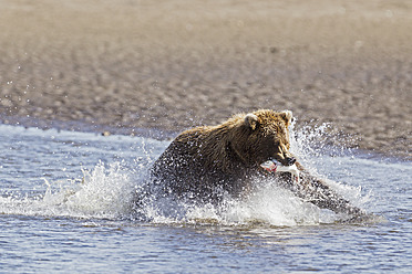 USA, Alaska, Braunbär mit gefangenem Lachs im Silver Salmon Creek im Lake Clark National Park and Preserve - FOF004353