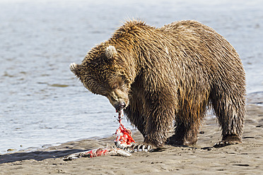 USA, Alaska, Braunbär mit gefangenem Lachs im Lake Clark National Park and Preserve - FOF004354