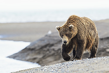 USA, Alaska, Braunbär beim Spaziergang im Lake Clark National Park and Preserve - FOF004356