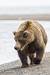USA, Alaska, Braunbär beim Spaziergang im Lake Clark National Park and Preserve - FOF004357
