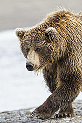 USA, Alaska, Braunbär beim Spaziergang im Lake Clark National Park and Preserve - FOF004358