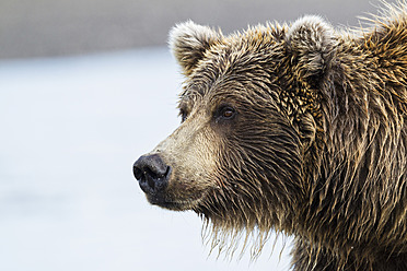 USA, Alaska, Nahaufnahme eines Braunbären im Lake Clark National Park and Preserve - FOF004359