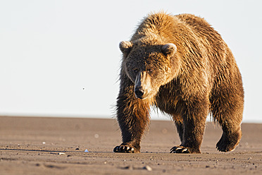 USA, Alaska, Braunbär beim Spaziergang im Lake Clark National Park and Preserve - FOF004360