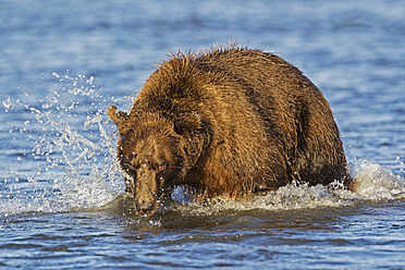 USA, Alaska, Brown bear in Silver Salmon Creek at Lake Clark National Park and Preserve - FOF004333