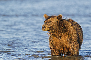 USA, Alaska, Braunbär auf der Suche nach Lachsen im Silver Salmon Creek im Lake Clark National Park and Preserve - FOF004332