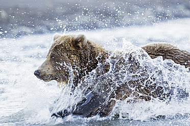 USA, Alaska, Brown bear is trying to catch salmon in Silver Salmon Creek at Lake Clark National Park and Preserve - FOF004330