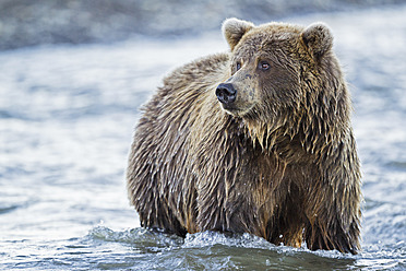 USA, Alaska, Braunbär im Silver Salmon Creek im Lake Clark National Park and Preserve - FOF004329