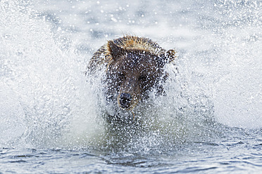 USA, Alaska, Braunbär versucht Lachs im Silver Salmon Creek im Lake Clark National Park and Preserve zu fangen - FOF004328