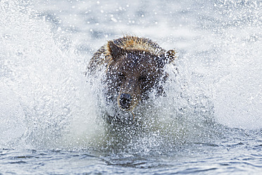 USA, Alaska, Brown bear is trying to catch salmon in Silver salmon creek at Lake Clark National Park and Preserve - FOF004328